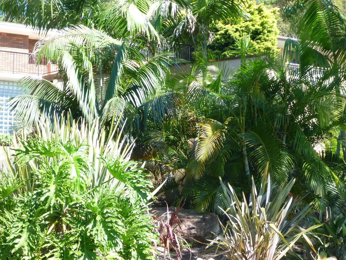 Lush tropical planting with palms and philodendrons