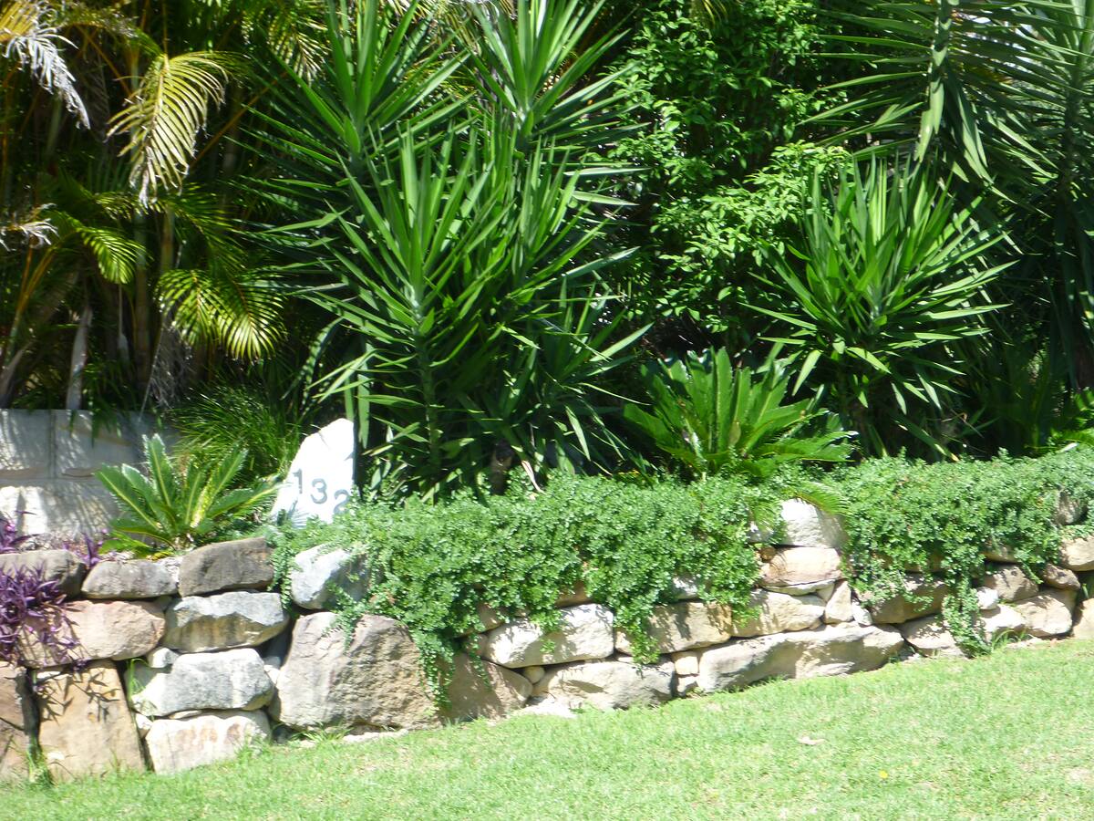 Dry-stacked sandstone boulder retaining wall with cascading planting