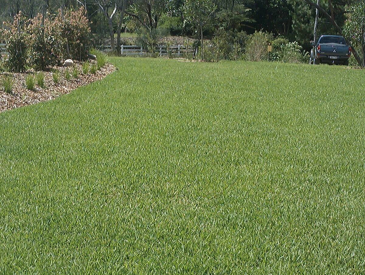 Newly laid turf on a large residential block